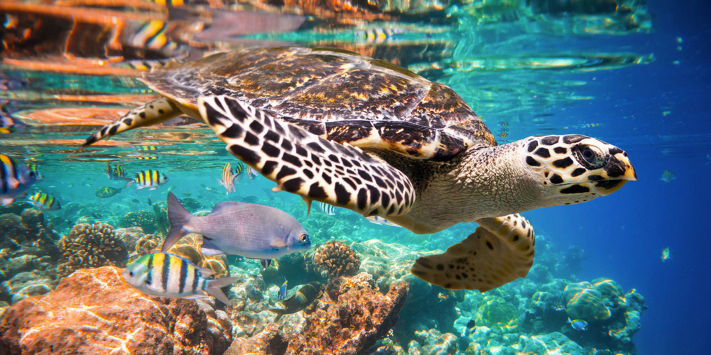 Die Unterwasserwelt in Hurghada erleben
