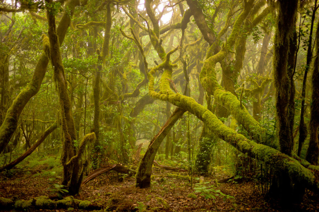 Urlaub auf La Gomera