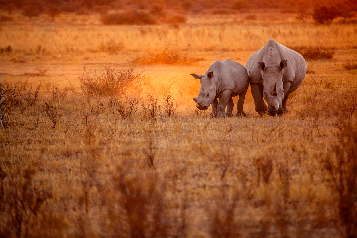Beste Reisezeit für Botswana