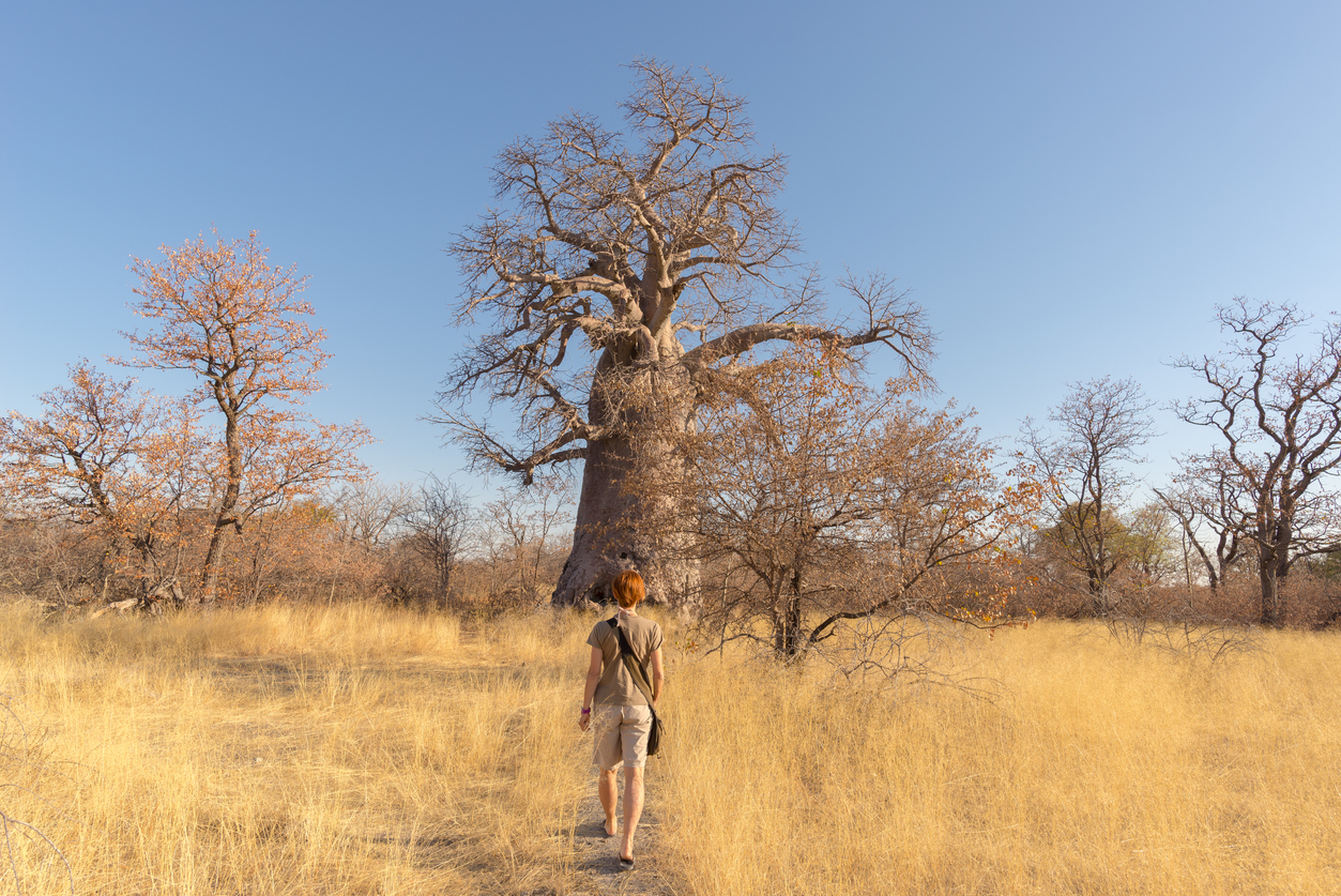 Beste Reisezeit für Botswana