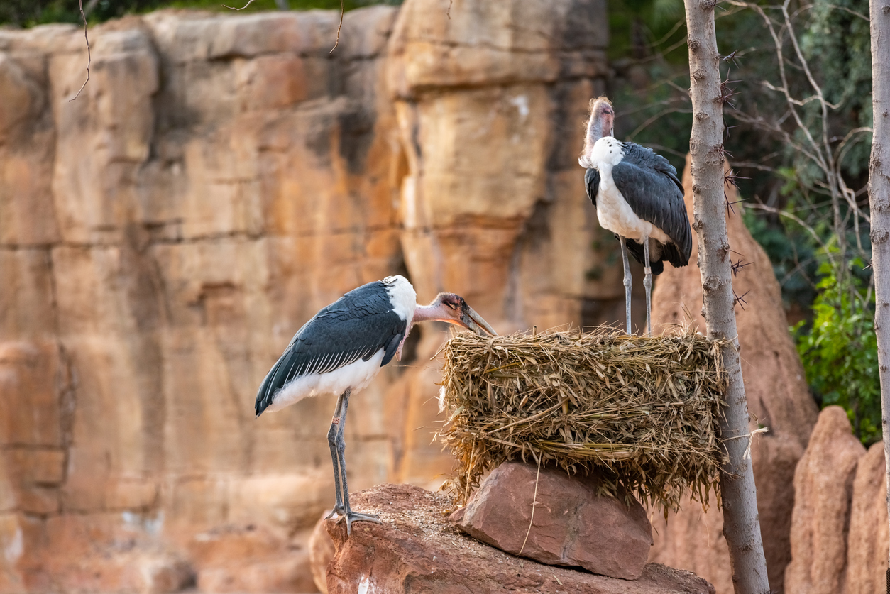 Beste Reisezeit für Botswana
