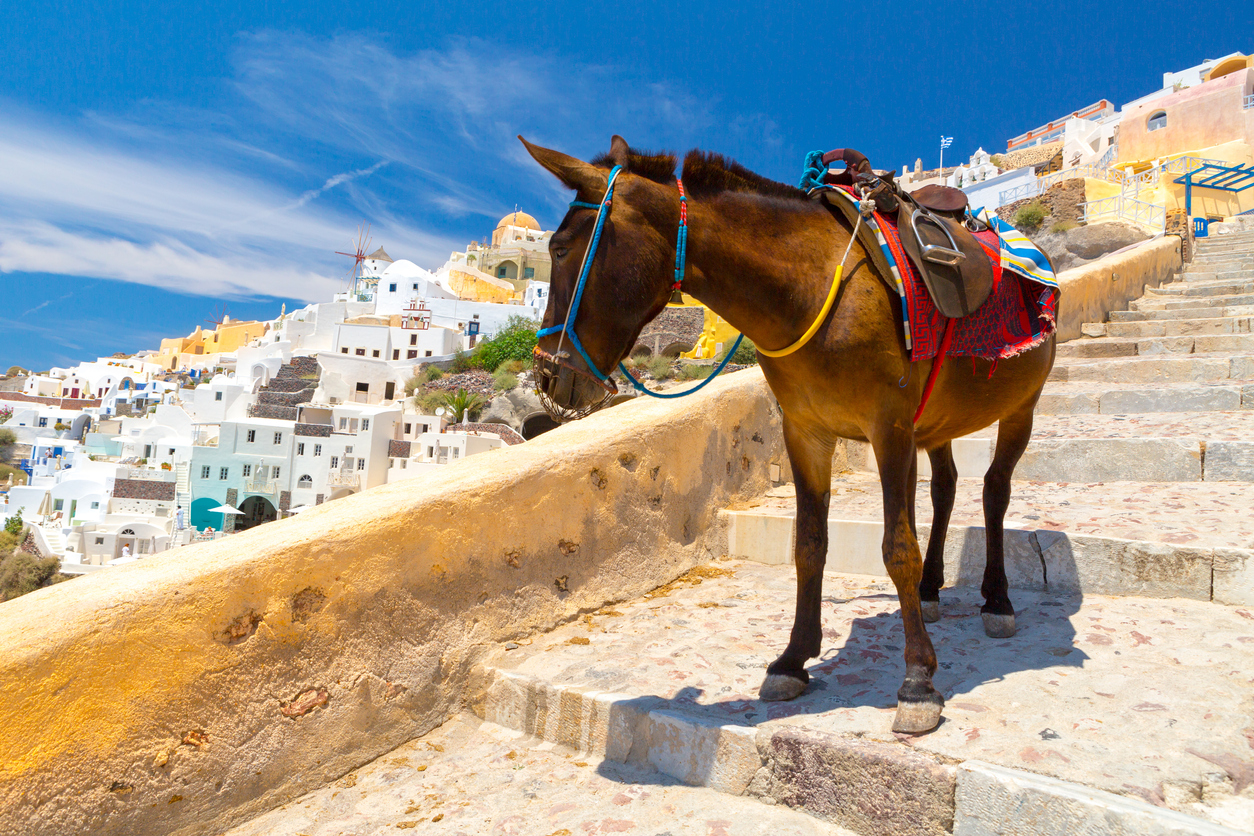 Santorin Tipps: Esel als Transportmittel