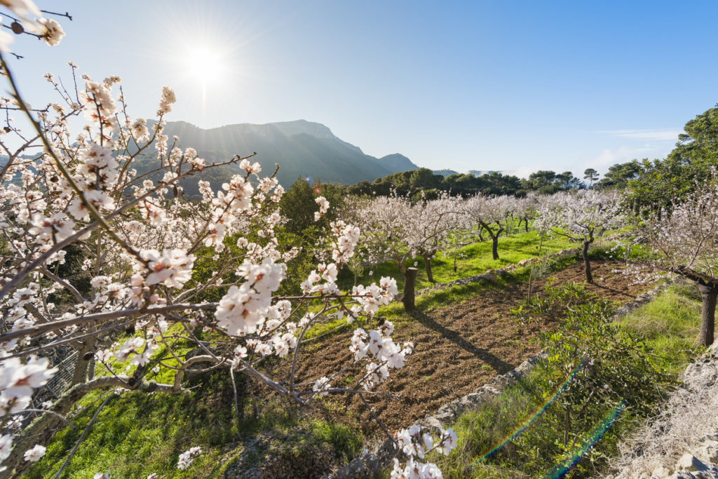Paguera Mandelblüte auf Mallorca