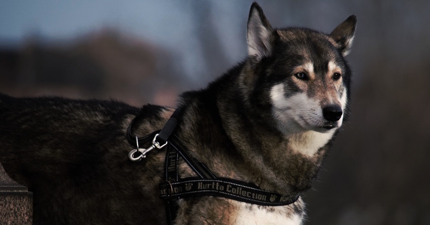 Husky-Farm in Schleswig-Holstein