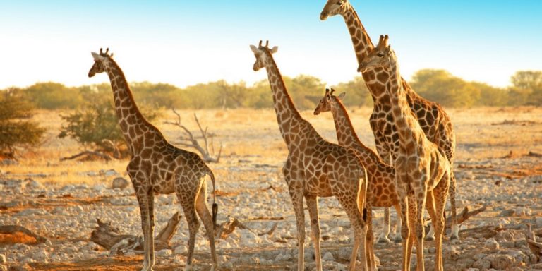 Namibia-Rundreise-Etosha-National-Park-Giraffen