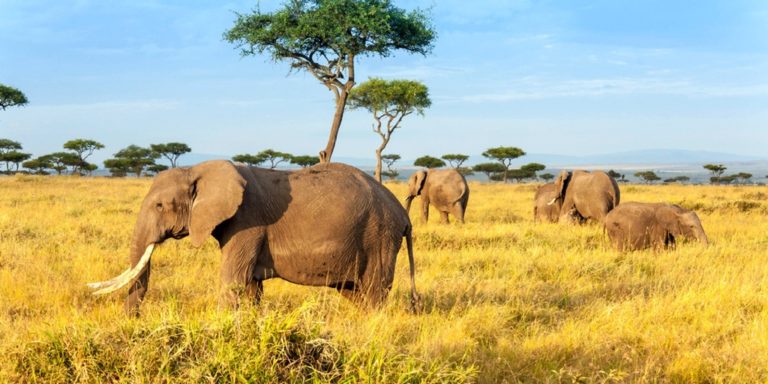 Afrika Flugschnäppchen