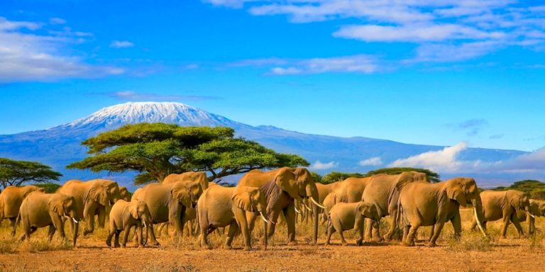 Baumhaus in Kenia