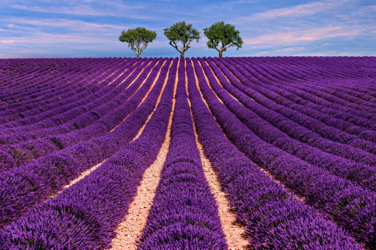 Die Provence zur Lavendelblüte