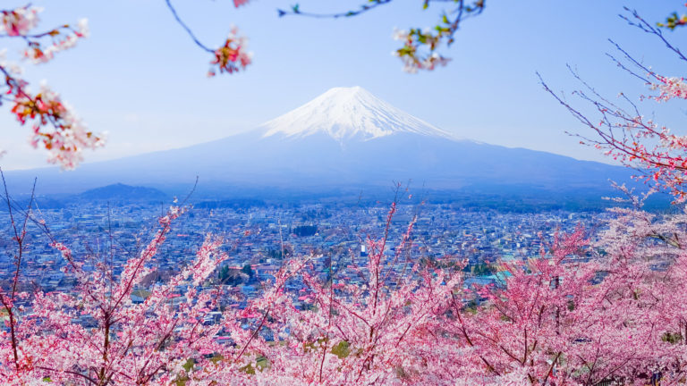 Japan zur Kirschblüte