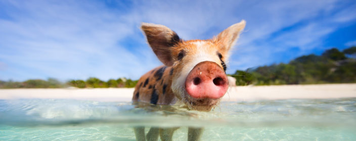 Urlaub auf den Bahamas