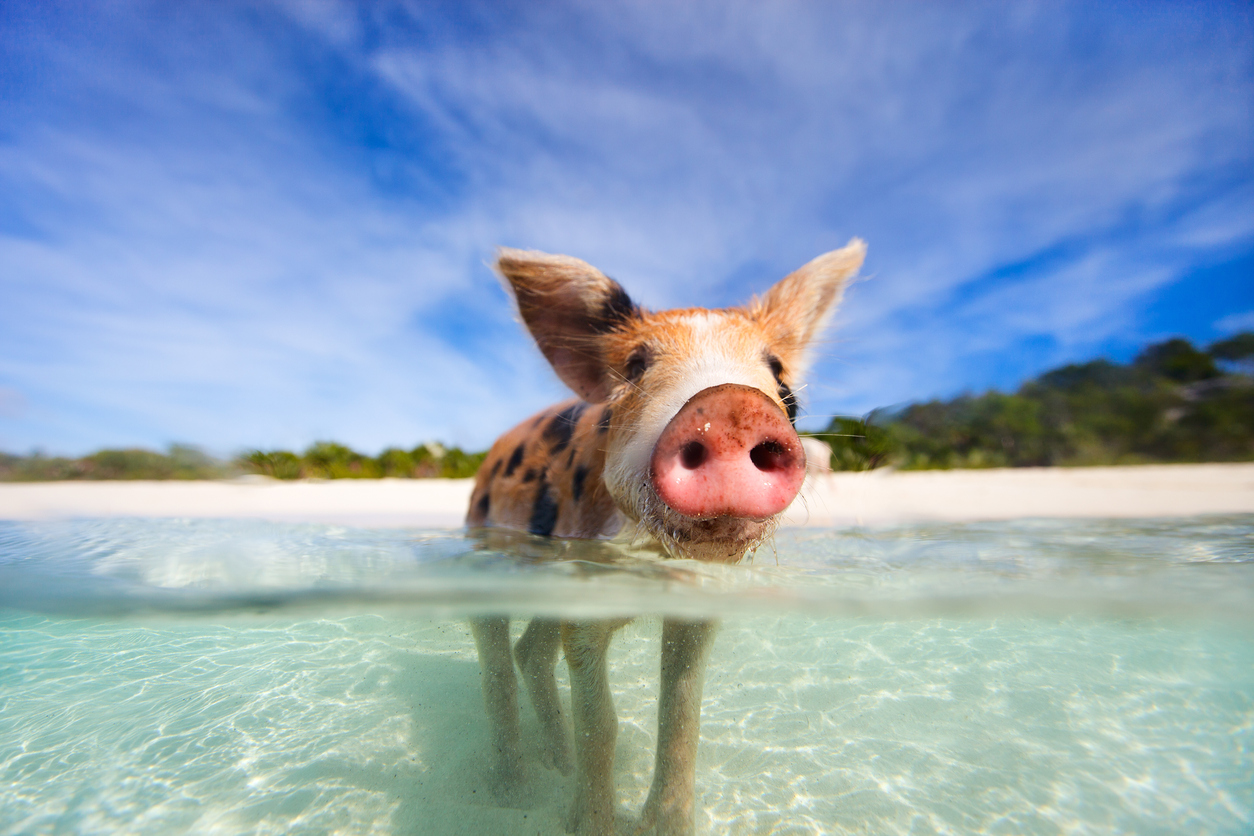 Bahamas Urlaub Buchen Flug Und Hotel Bahamas Urlaub Buchen Flug Und Hotel