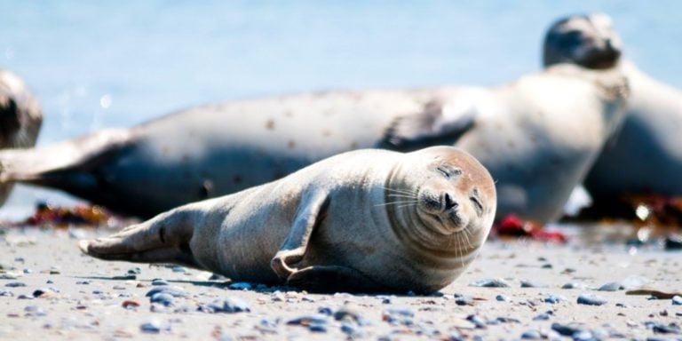 Seehund Safari in Zeeland 2 Tage an der Nordsee inklusive Hotel und Safari Ticket schon für