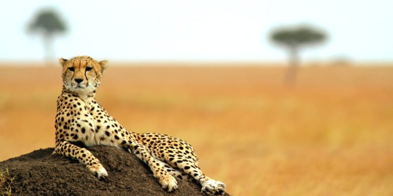 Südafrika Safari: 8 Tage mit 5* Luxusunterkunft inklusive Vollpension, Flug, Transfer & Safaris nur 1.069€
