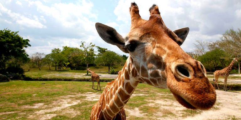 Stuttgarter Zoo Tickets mit Hotel Stuttgarter Zoo 2 Tage im top Hotel inklusive Eintritt, Frühstück und Parkplatz schon für 49€
