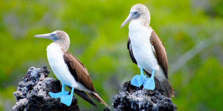 Flüge auf die Galapagos Inseln