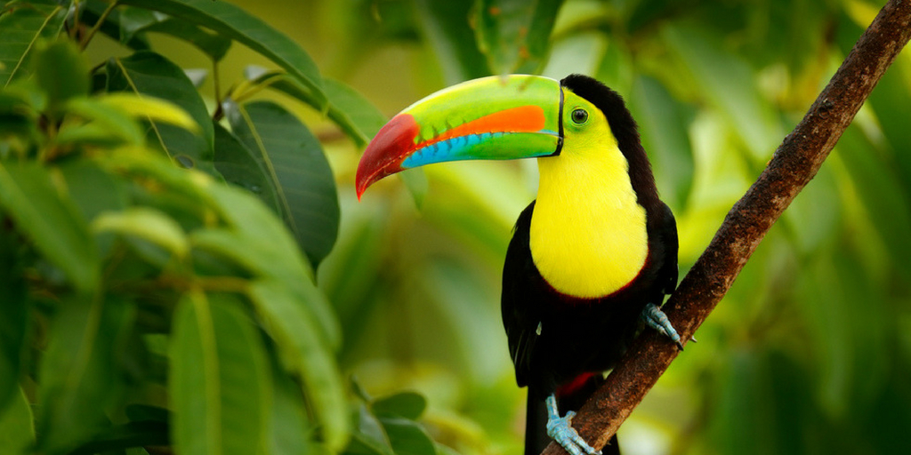 Costa Rica Urlaub - Direktflüge ab Frankfurt - 550€ p.P.