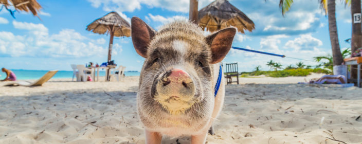 Urlaub auf den Bahamas