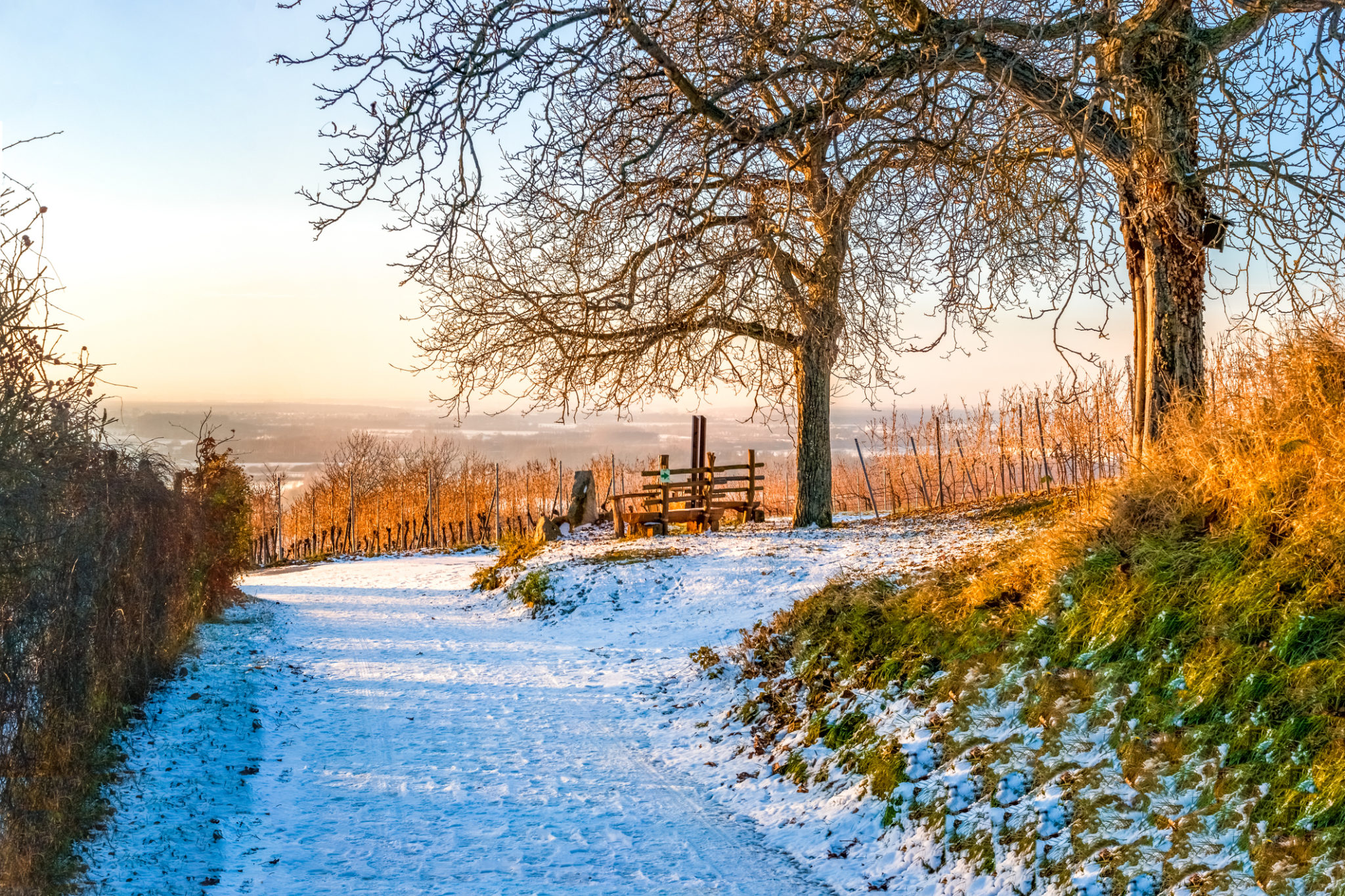 Weinreben im Winter