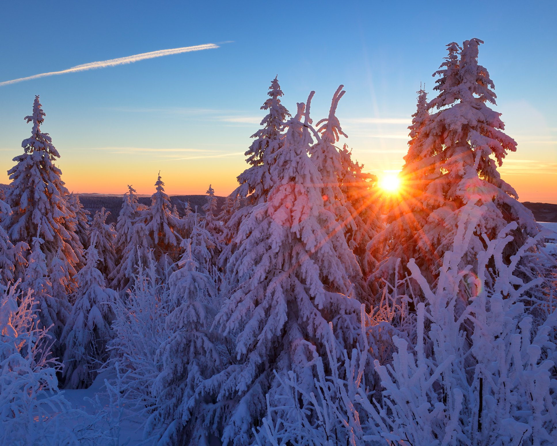 Winter Sunrise, Spruce Tree Forest Covered by Snow