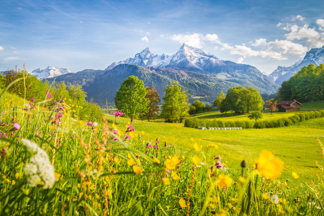 Idyllic mountain scenery in the Alps with blooming meadows in springtime