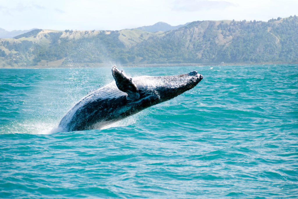 Riesiger Buckewal, Hawaii