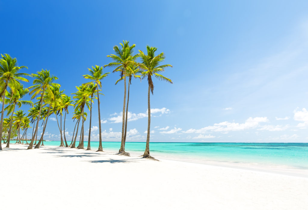 Cana Palmen in Punta Cana