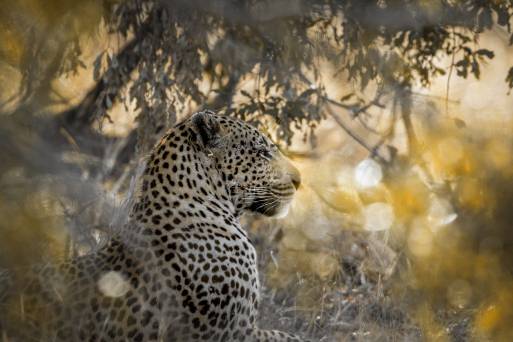Yala-Nationalpark auf Sri Lanka