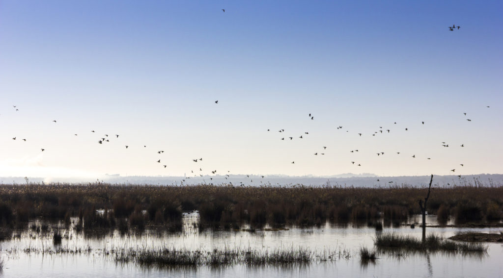 Der Naturpark S'Albufera auf Mallorca