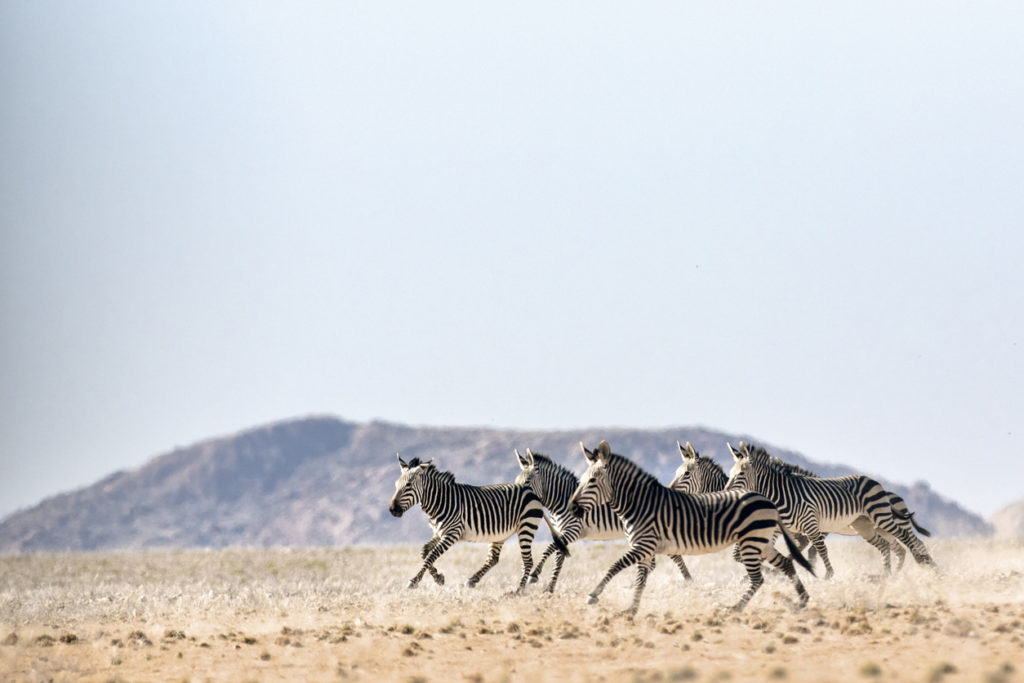 Zebras in Botswana