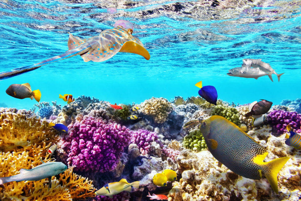Tauchen in Ägypten: eine bunte Unterwasserwelt entdecken