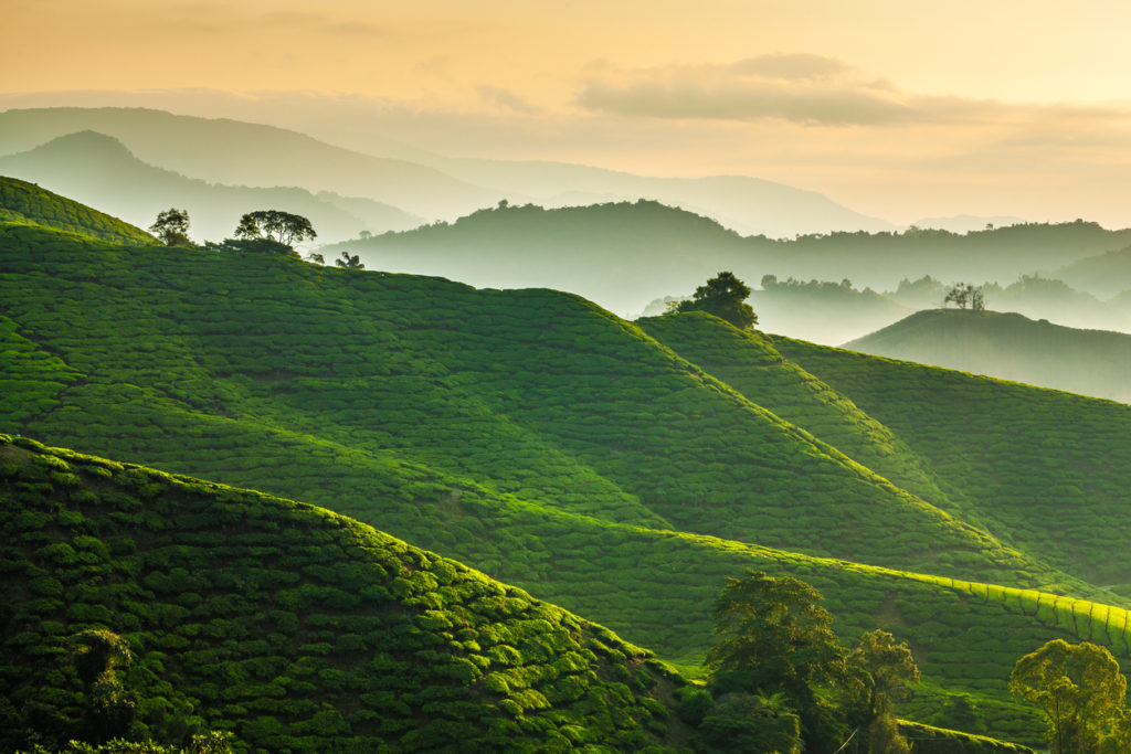 Teeplantage in den Cameron Highlands, Malaysia