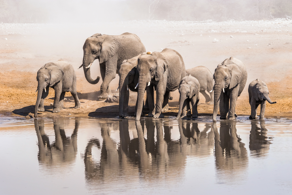 Etosha-Nationalpark in Namibia