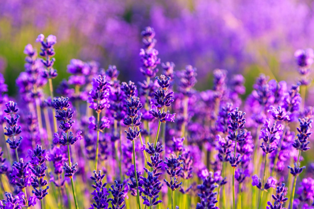 Lavendelblüten in der Provence, Frankreich