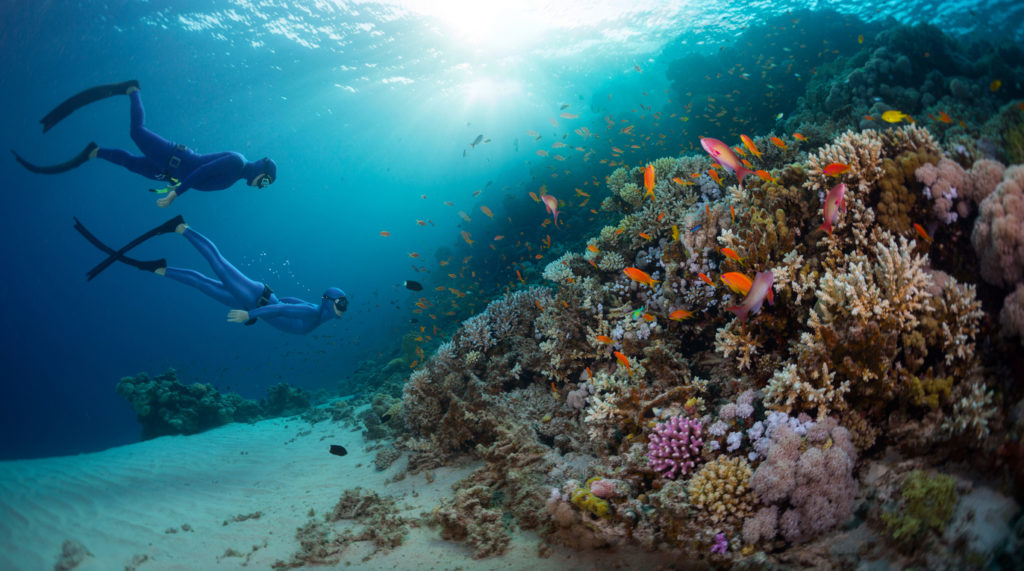 Freedivers im Roten Meer von Ägypten