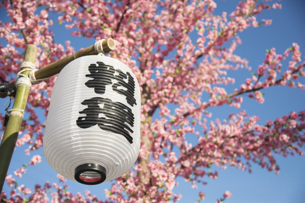 Hanami, Kirschblütenfest, in Japan