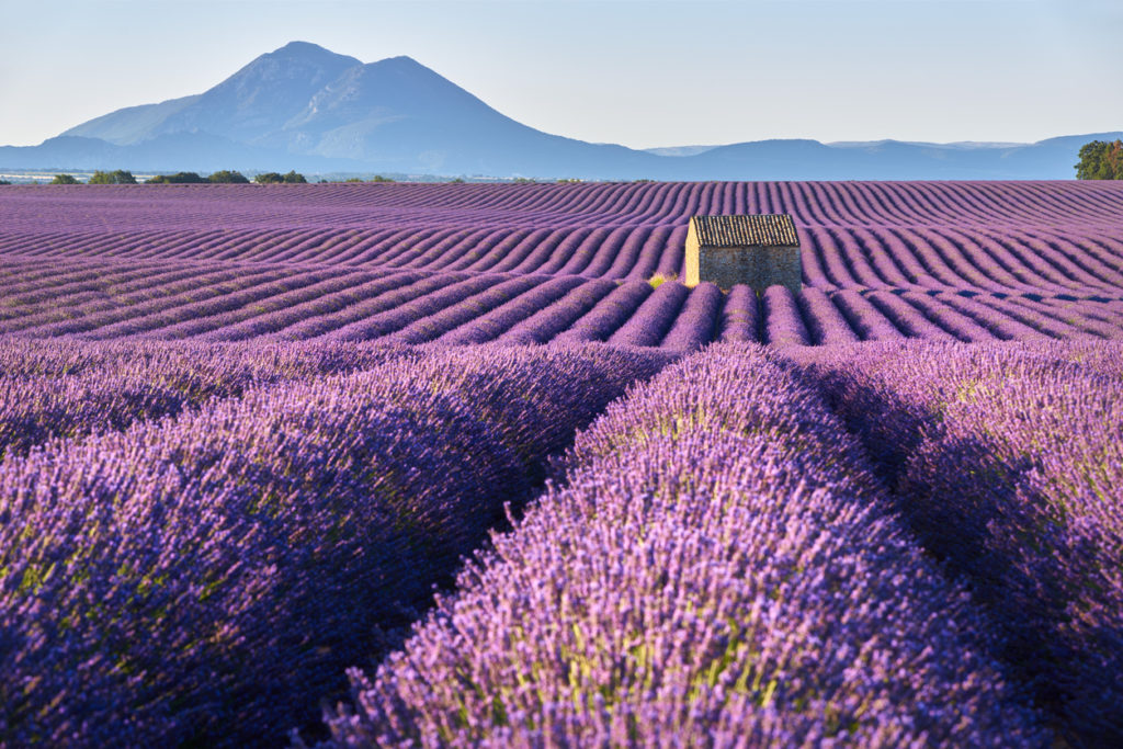 Lavendelfelder auf der Hochebene von Valensole, Frankreich