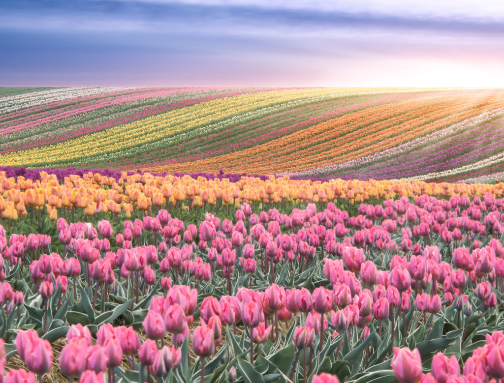 Tulpenblüte im Frühling, Holland
