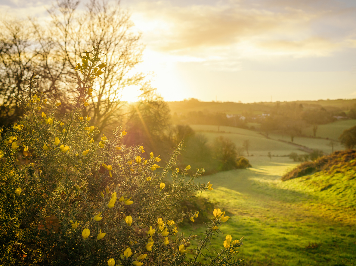 Irland im Frühling