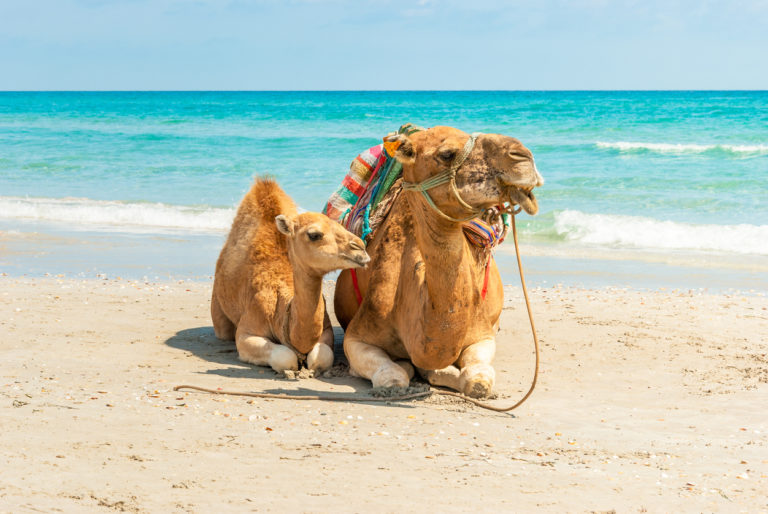 Strand in Tunesien