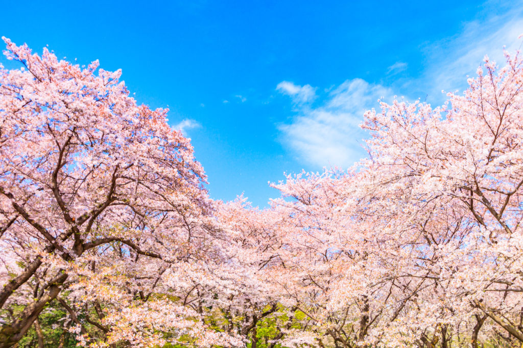 Sakura, Kirschblüte, in Japan