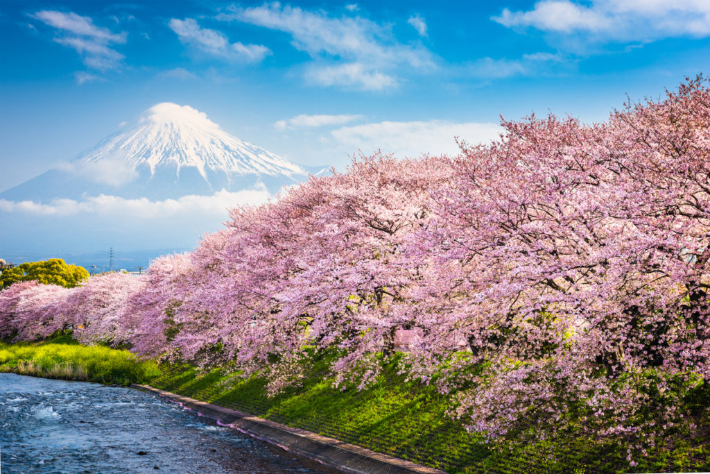 Kirschblüte Mount Fuji, Japan