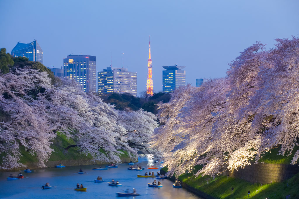 Kirschblüte in Tokio