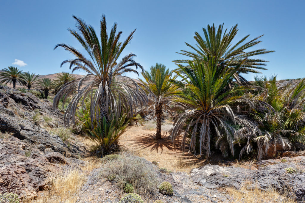 Landschaft bei Tiznit, Marokko