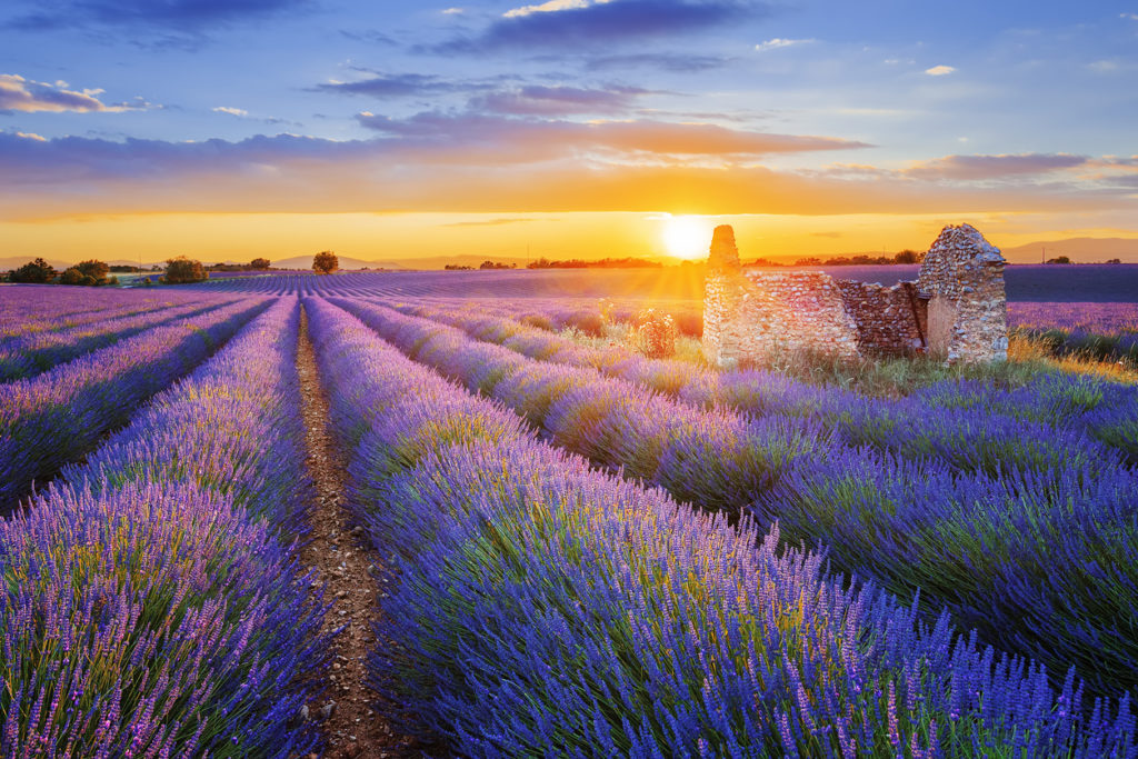 Lavendelblüte in dem Ort Ferrassières, Frankreich