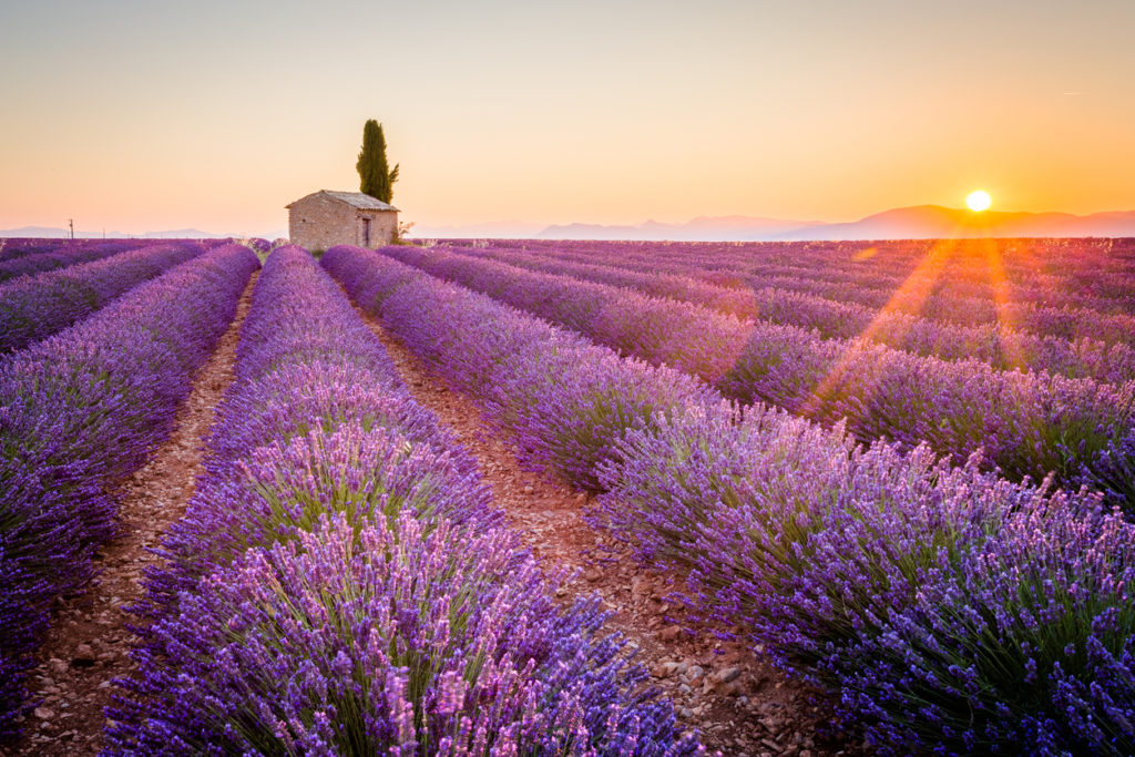 Lavendelblüte in der Provence