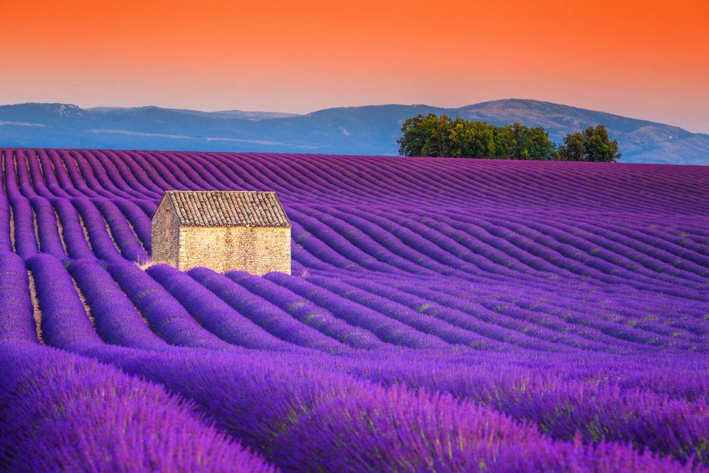 Blick auf die wunderschöne Lavendelblüte in der Provence, Frankreich
