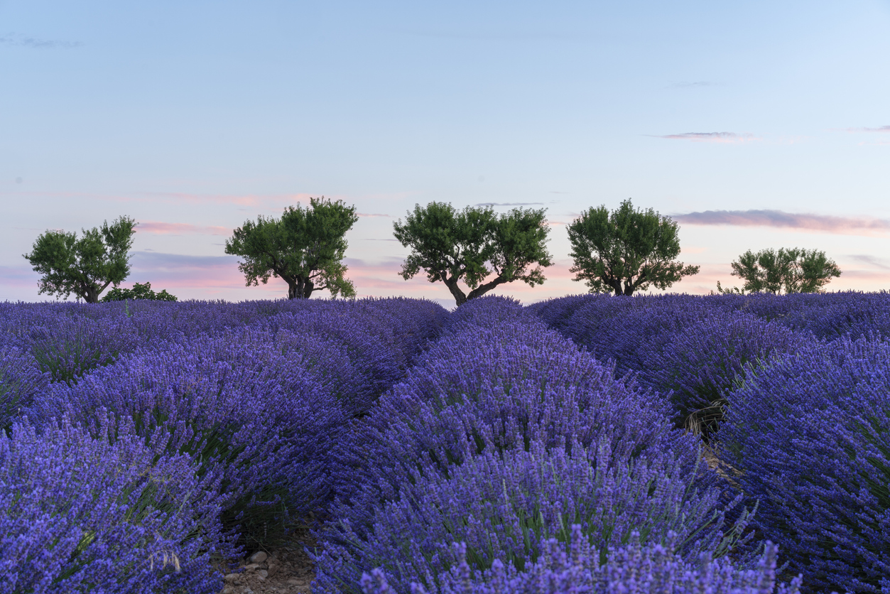 Lavendelfeld beim Sonnenaufgang in der Provence, Frankreich