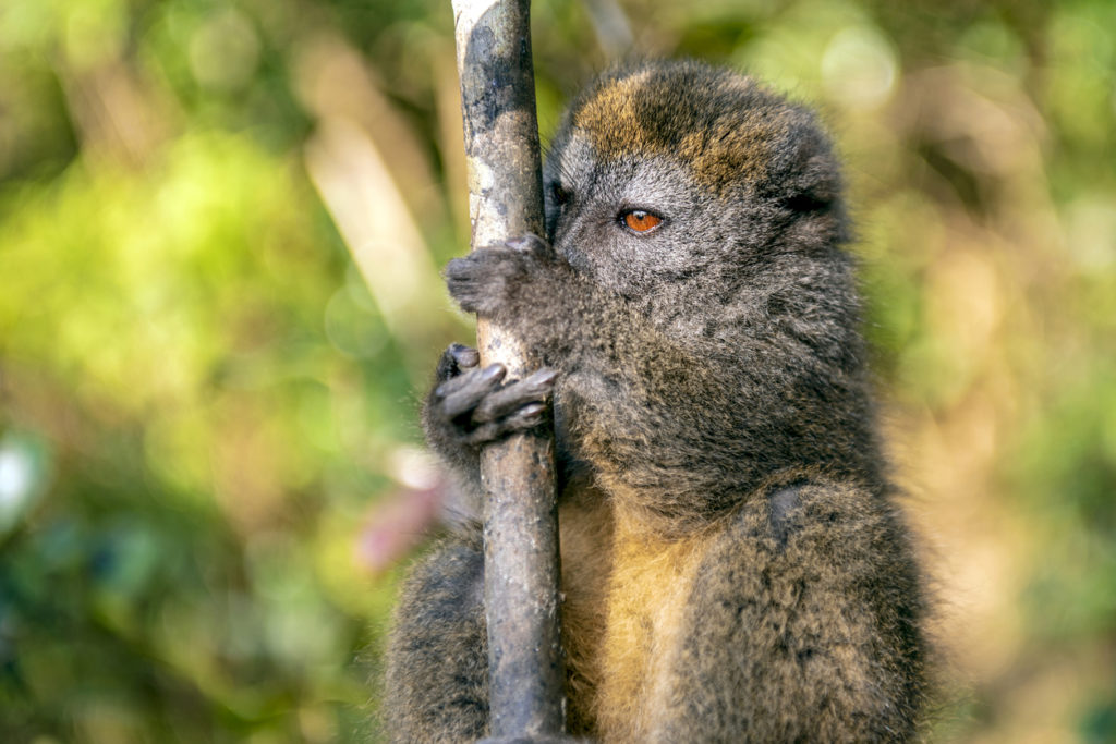 Nationalpark Andasibe-Mantadia im Osten von Madagaskar