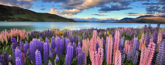 Frühling in Neuseeland