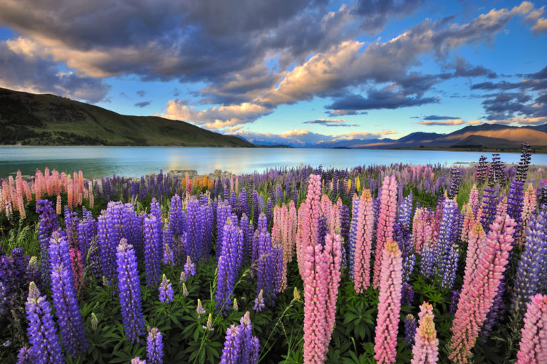 Frühling in Neuseeland